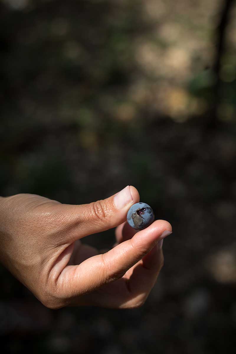 Grape-in-Woman's-fintersCanicatti hand holding a grape