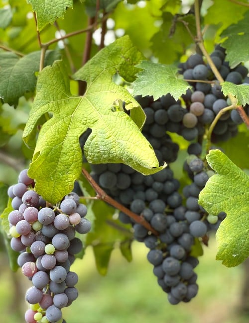 grape vines