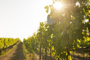 Biodynamic grapevines in the sun