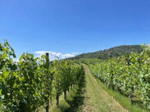 Beautiful vineyard in Piedmonte Italy
