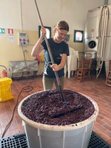 Woman crushing native organic grapes to produce excellent Italian Red Wines.