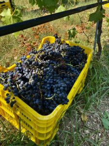 A basket of native organic grapes harvested from a biodynamic vineyard in Campania Italy