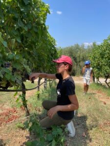 Woman harvesting native organic and biodynamic grapes from Casa Di Baal in Campania Italy